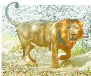 The boy was attacked by a tiger on wood picker